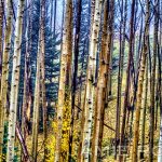 Leaning Aspen Grove by Jamie Rood