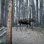 Moose on the Trail